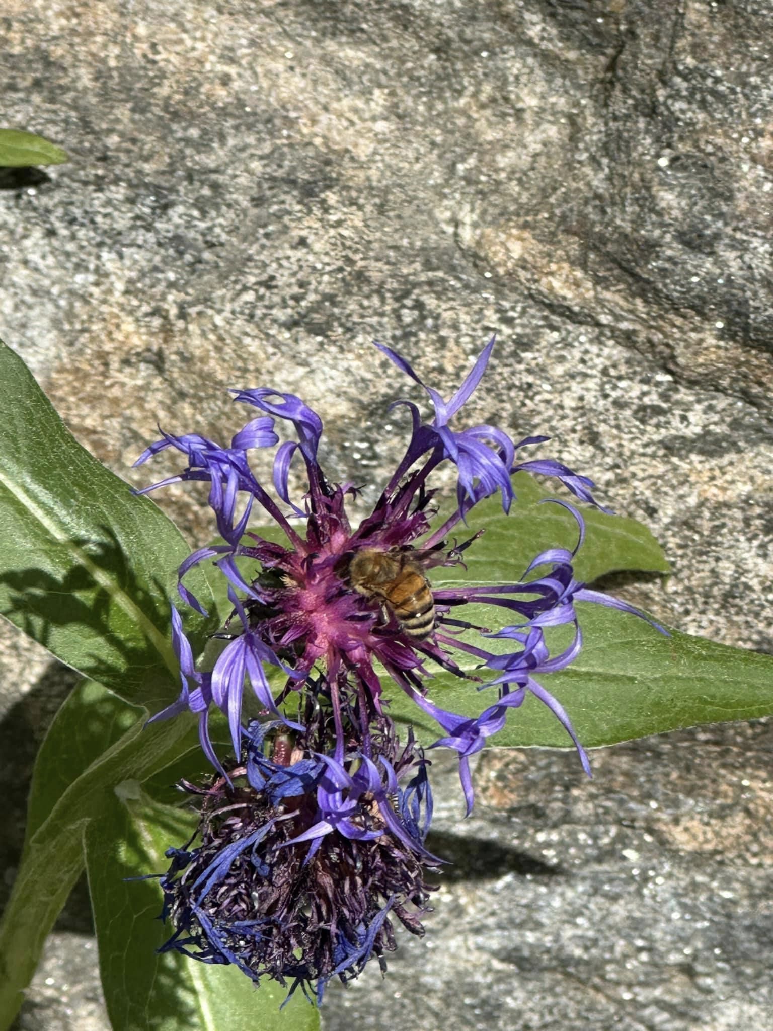 Purple Sage Shrub flower